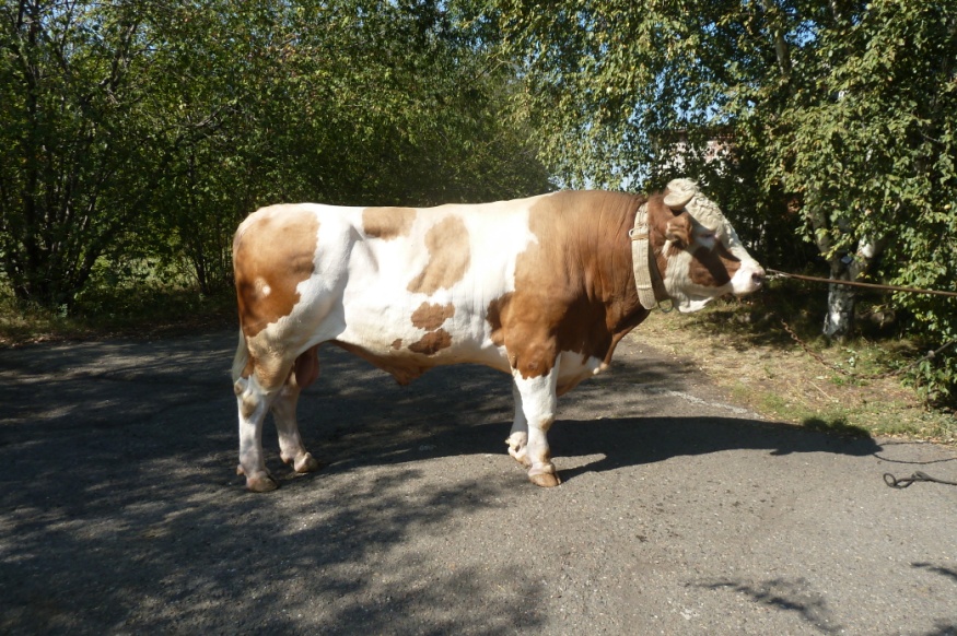 ХАРИТОН  29939  АЛС-2261